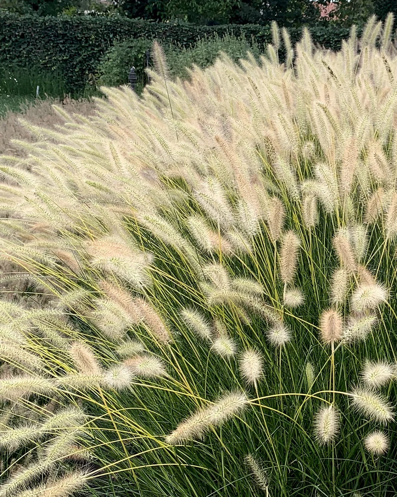 New perennials